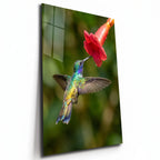 Poster métal colibri en vol devant une fleur rouge, plaque aluminium brillante vue de trois quarts