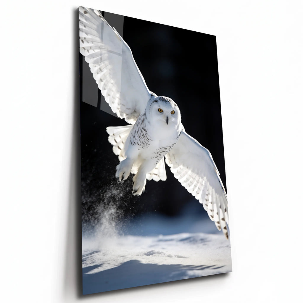 Poster métal harfang des neiges prenant son envol, plaque aluminium brillante vue de trois quarts