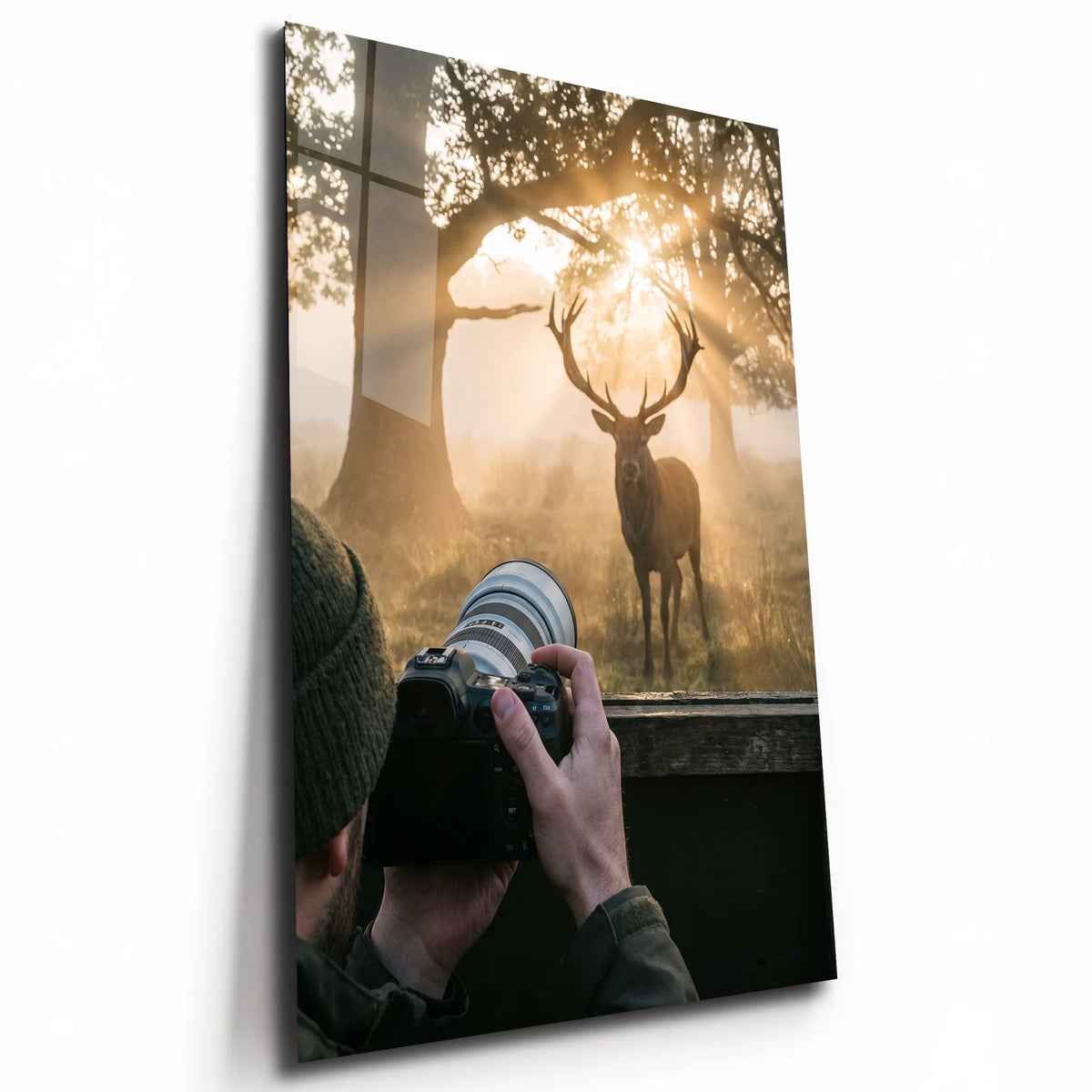 Poster métal photographe face à un cerf au lever du soleil, plaque aluminium brillante vue de trois quarts